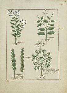 Illustrazione dal Libro delle Semplici Medicine di Mattheaus Platearius (m. c.1161) c.1470 da Robinet Testard